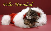 th__gatitos_durmiendo_en_un_gorrito_navide__lo